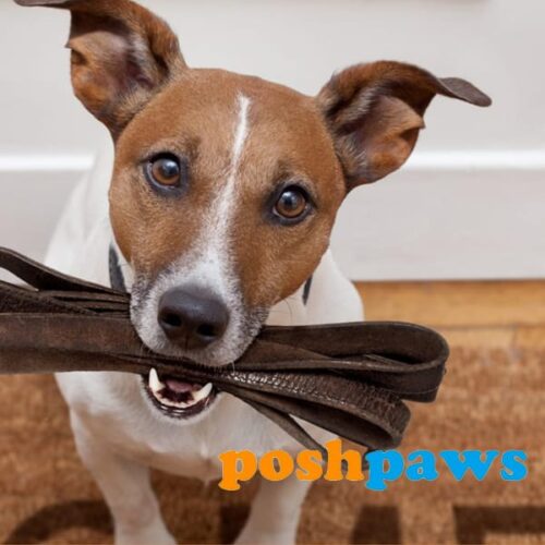 posh paws website project